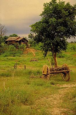 Thai agriculture